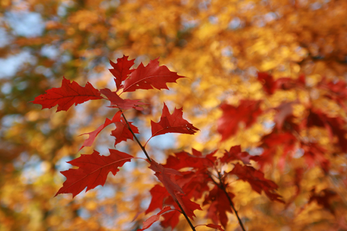 Der Herbst kommt ins Land