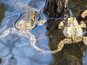 Frösche im Teich