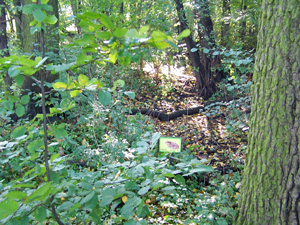 Mehr als Bäume: Der Wald
