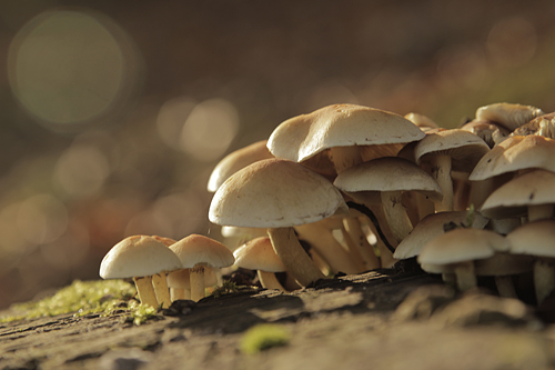 Erleben Sie die Schönheit der Oberlausitzer Heide- und Teichlandschaft.